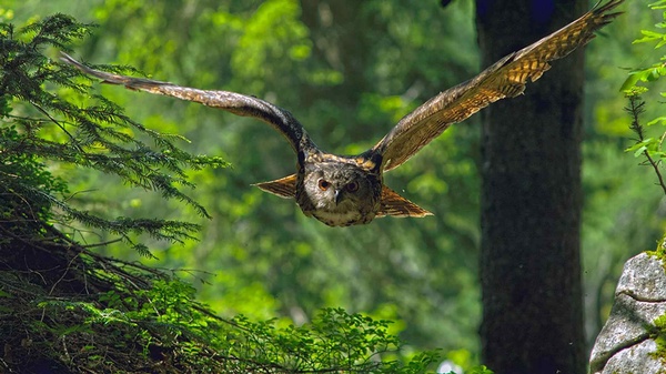 fliegende Eule