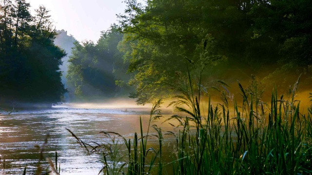 Morgennebel liegt über einem von dichtem Wald umgebenen Fluss; Sonnenlicht fällt durch die Bäume auf das Wasser.