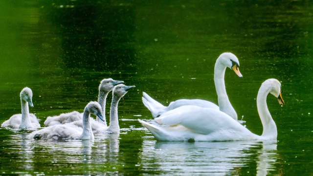 Zwei erwachsene Schwäne schwimmen mit mehreren jungen Schwänen auf einem von Wald umgebenen Gewässer.