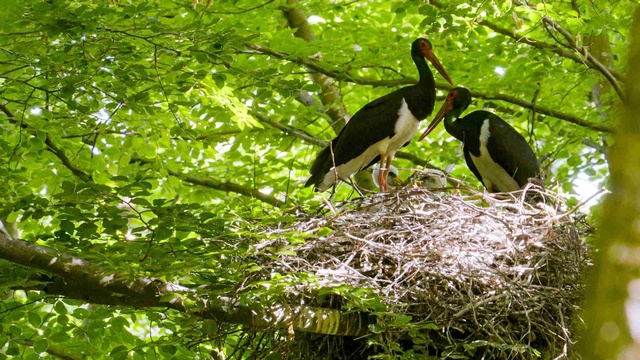 Zwei Schwarzstörche stehen gemeinsam auf einem großen Nest zwischen den grünen Ästen eines Baumes.