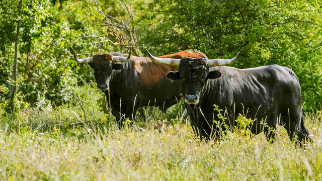 Zwei Rinder mit langen Hörnern stehen auf einer naturbelassenen Wiese am Waldrand.
