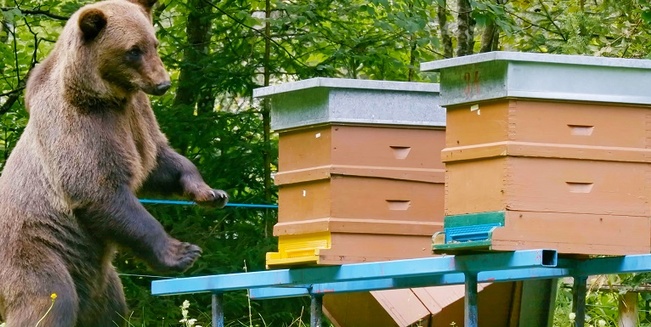Braunbär bei Bienenstöcken