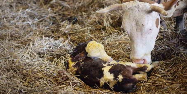 Kuh und frischgeborenes Kalb am Set von „Milch und Honig“