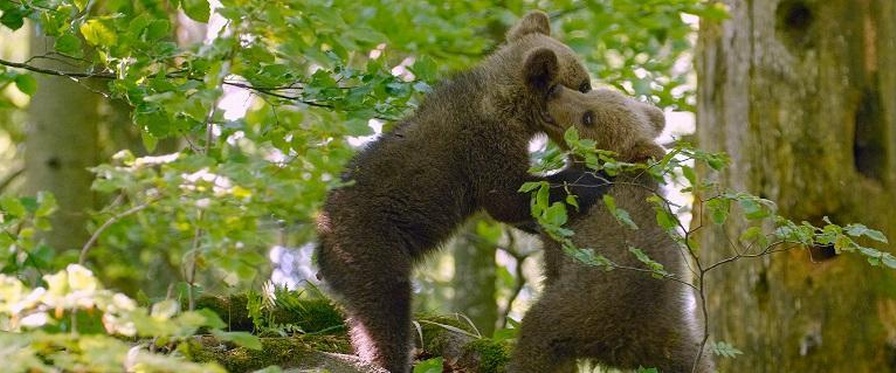 Angehende Problembären: Braunbärenjunge beim Kräftemessen