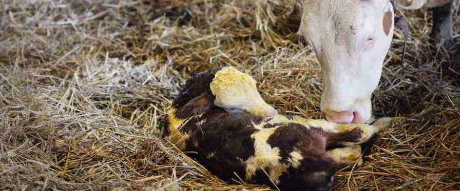 Kuh und frischgeborenes Kalb am Set von „Milch und Honig“
