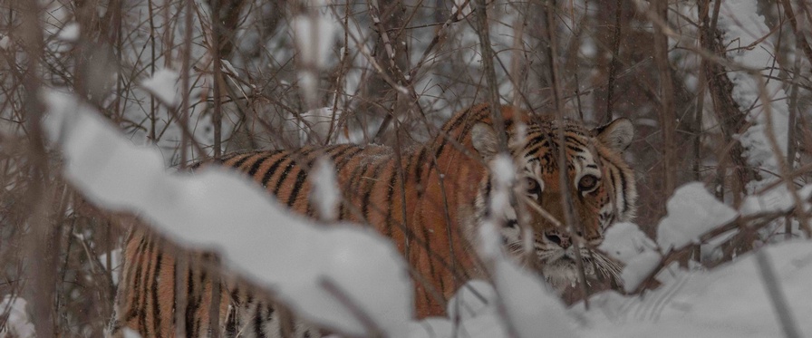 Sibirische Tigerin im Unterholz