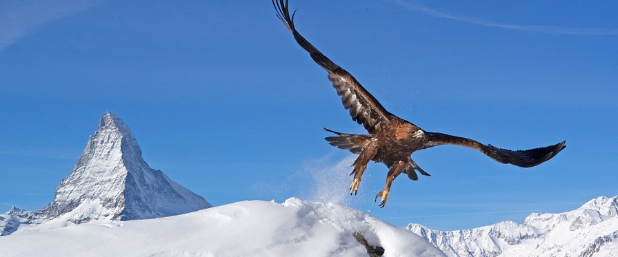 Steinadler fliegt vor Matterhorn